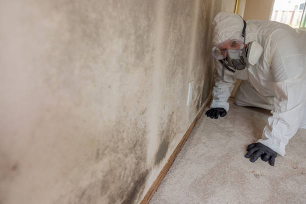 Best Asbestos and Lead Testing During Mold Inspection  in Glen Ellyn, IL