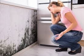 Best Basement Mold Removal  in Glen Ellyn, IL